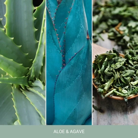 ŚWIECA SIGNATURE ŚREDNIA ALOE & AGAVE
