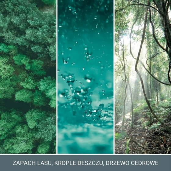 PAŁECZKI ZAPACHOWE BAYSIDE CEDAR